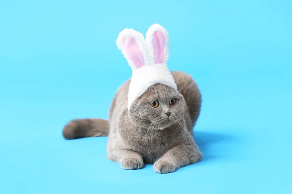可爱的苏格兰小猫咪 长着蓝色背景的兔子耳朵 — 图库照片