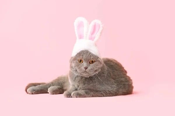 Cute Scottish Fold Cat Bunny Ears Pink Background — Stock Photo, Image