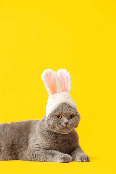 小白兔耳朵中可爱的苏格兰猫躺在黄色的背景上 — 图库照片