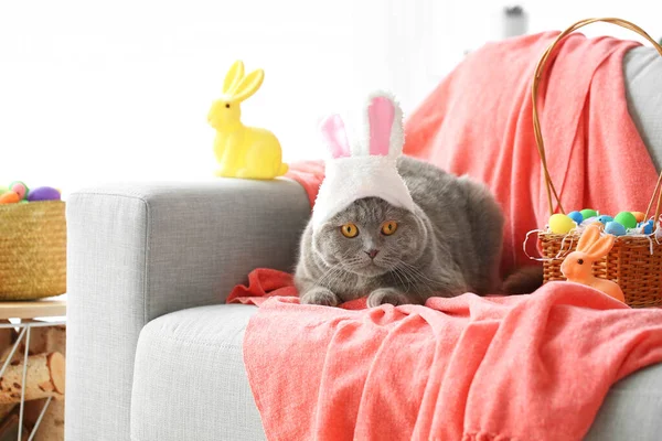 Cute Scottish Fold Cat Bunny Ears Easter Eggs Rabbits Sofa — Stock Photo, Image