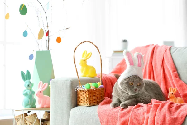 可爱的苏格兰猫 长着小兔子耳朵 家里有复活节彩蛋 沙发上有兔子 — 图库照片