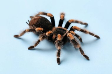 Mavi arka planda korkunç tarantula örümceği