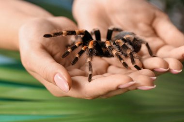 Korkunç tarantula örümceği olan kadın, yakın plan.