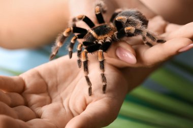 Korkunç tarantula örümceği olan kadın, yakın plan.