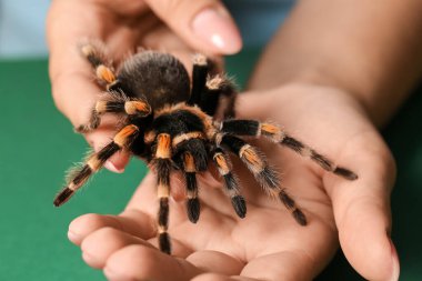 Yeşil arka planda korkunç tarantula örümceği olan kadın, yakın plan.