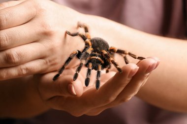 Korkunç tarantula örümceği olan kadın, yakın plan.