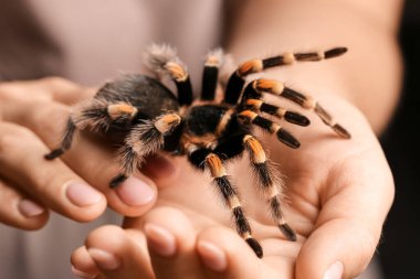 Korkunç tarantula örümceği olan kadın, yakın plan.