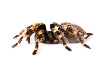 Beyaz arka planda korkunç tarantula örümceği
