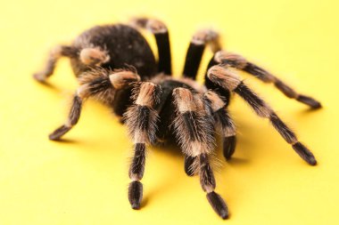 Sarı arka planda korkunç tarantula örümceği