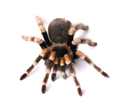 Beyaz arka planda korkunç tarantula örümceği