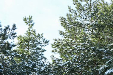 Kış ormanında karla kaplı çam ağaçları.