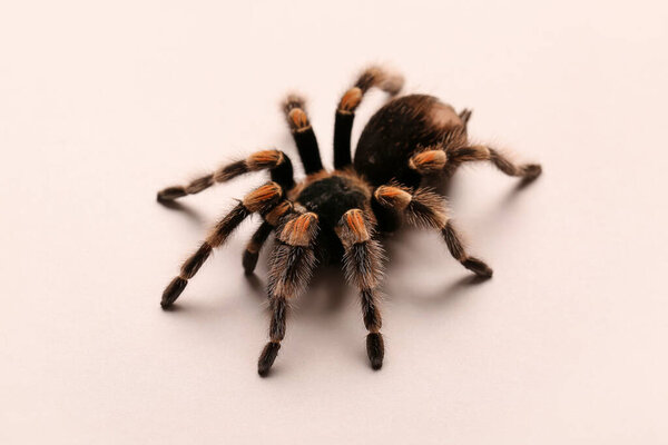 Scary tarantula spider on light background