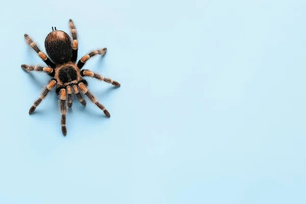 Ijesztő Tarantula Pók Kék Háttér — Stock Fotó