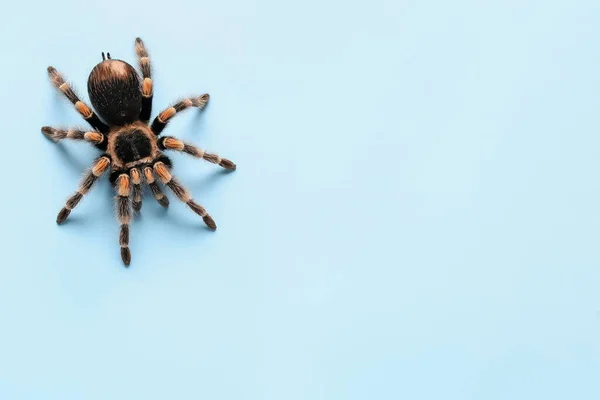 Läskig Tarantel Spindel Blå Bakgrund — Stockfoto