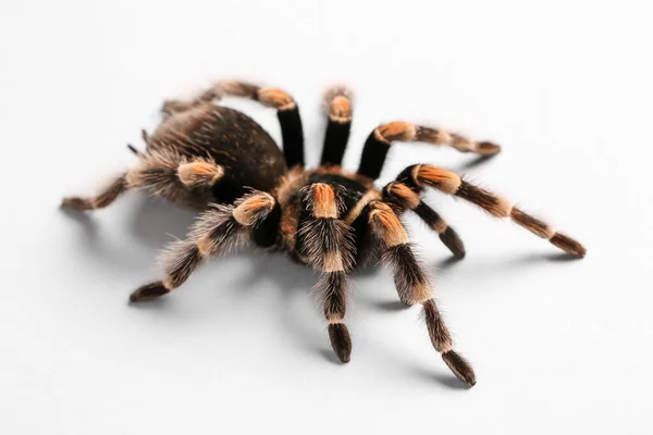 Enge Tarantula Spin Witte Achtergrond — Stockfoto