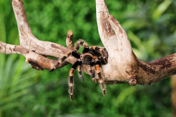 Gruselige Vogelspinne Auf Hölzernem Ast Terrarium — Stockfoto