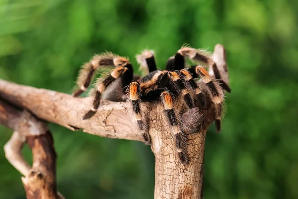 Effrayant Tarentule Araignée Sur Branche Bois Terrarium — Photo