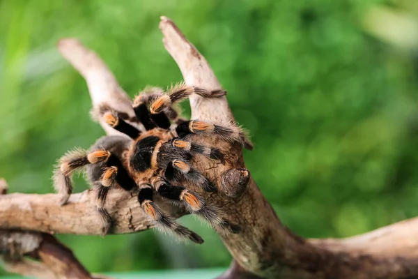 Scary Tarantula Spider Wooden Branch Terrarium — Stock Photo, Image