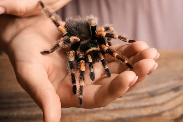 恐ろしいタランチュラクモを持つ女性 クローズアップ — ストック写真