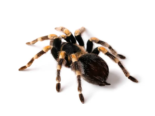 Enge Tarantula Spin Witte Achtergrond — Stockfoto