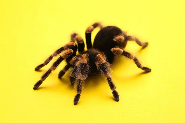 Scary Tarantula Spider Yellow Background — Stock Photo, Image