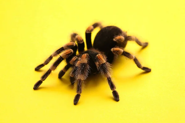 Araña Tarántula Asustadiza Sobre Fondo Amarillo — Foto de Stock