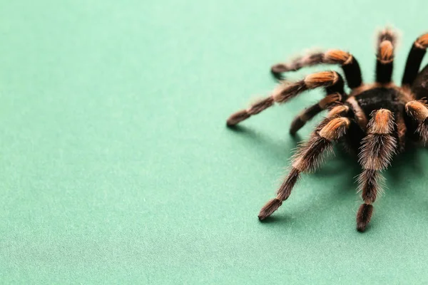 Enge Tarantula Spin Groene Achtergrond — Stockfoto