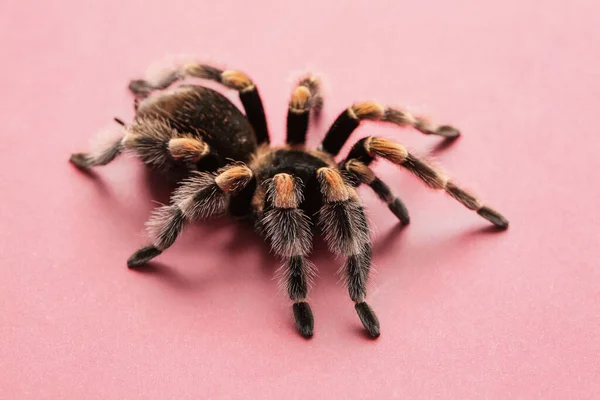 Pembe Arka Planda Korkunç Tarantula Örümceği — Stok fotoğraf