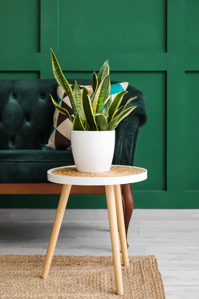 Modern Table Houseplant Sofa Interior Room — Stock Photo, Image