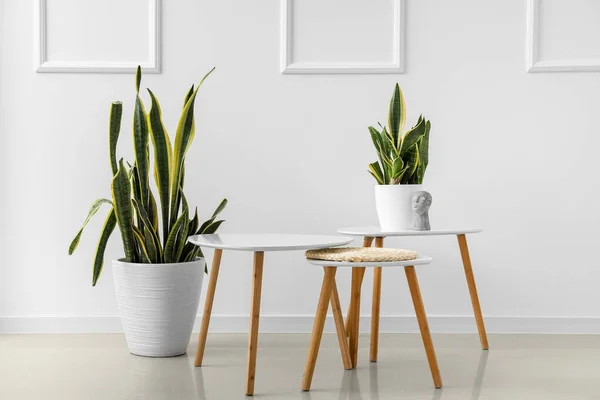 Modern Tables Houseplants Interior Light Room — Stock Photo, Image