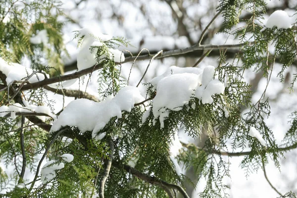 Branches Conifères Couvertes Neige Jour Hiver — Photo
