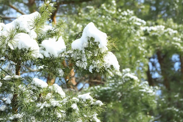 Tallgrenar Täckta Med Snö Vinterskogen — Stockfoto