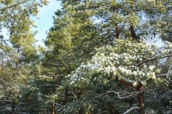 Pins Couverts Neige Dans Forêt Hiver — Photo