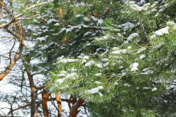Rameaux Pins Couverts Neige Dans Forêt Hivernale — Photo