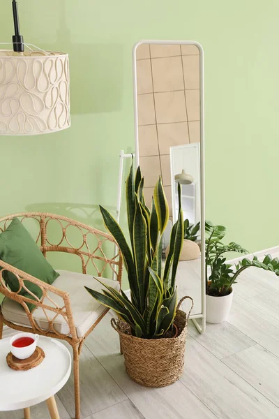 Удобное Кресло Зеркало Комнатные Растения Рядом Цветной Стеной Номере — стоковое фото