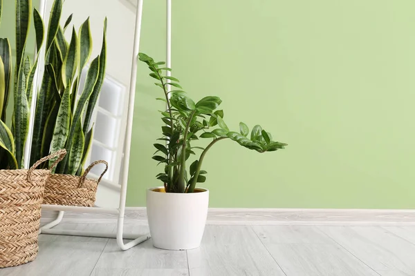 Houseplants Mirror Color Wall Room Closeup — Stok Foto