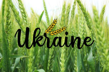 Yeşil buğday dikenleri tarlada. Ukrayna 'yı Ziyaret Et