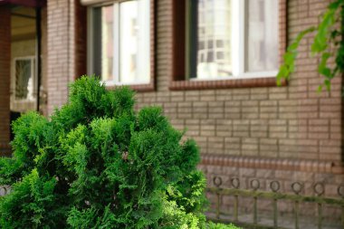 Şehrin modern binasının yakınındaki güzel kozalaklı çalılar.