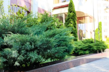 Kozalaklı çalılarla güzel bir manzara tasarımı