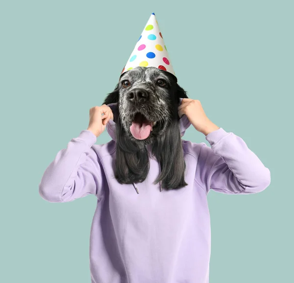 Lindo Perro Con Cuerpo Humano Sombrero Cumpleaños Sobre Fondo Gris — Foto de Stock