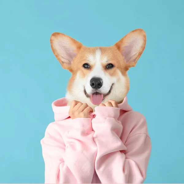 Cute Corgi Dog Human Body Color Background — Stock Photo, Image