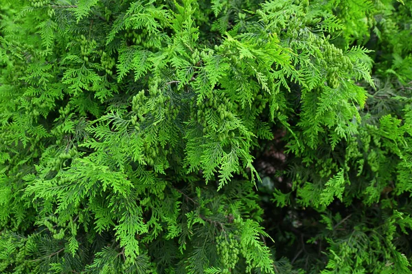 Zelený Jehličnatý Strom Venku Detailní Záběr — Stock fotografie