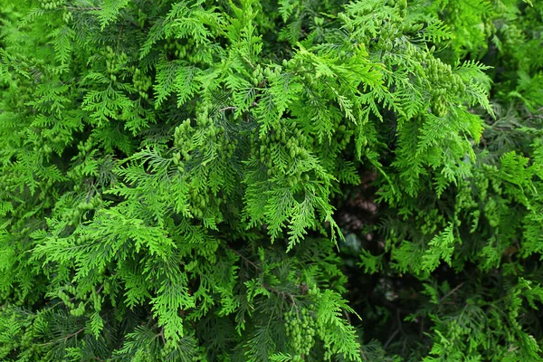 Árbol Verde Coníferas Aire Libre Primer Plano —  Fotos de Stock