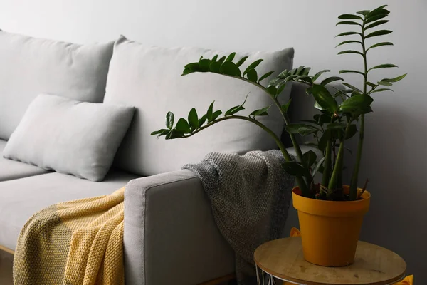 薄い壁の近くの観葉植物と灰色のソファ付きのコーヒーテーブル — ストック写真