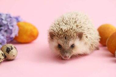 Paskalya yumurtaları ve pembe arka planda çiçekleri olan şirin kirpi, yakın plan.