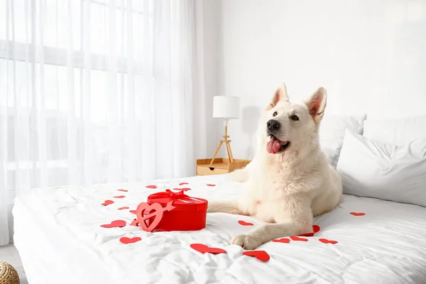 Hvid Hund Med Gaveæske Papir Hjerter Liggende Sengen Valentinsdag Fest - Stock-foto