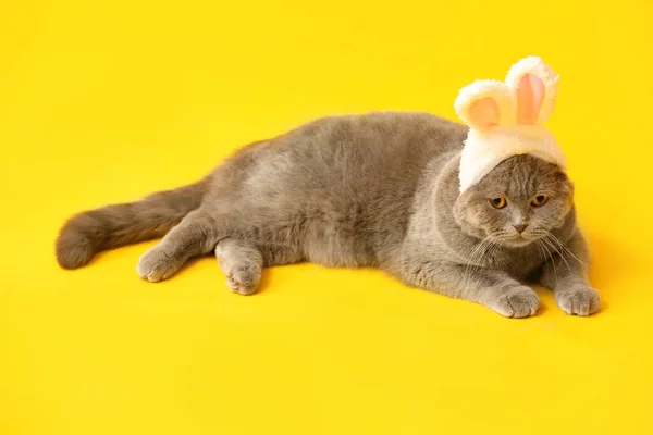 Cute Scottish Fold Cat Bunny Ears Lying Yellow Background — Stock Photo, Image