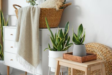 Oturma odasındaki iskemlede duran ev bitkisi.