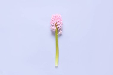 Açık arkaplanda pembe sümbül çiçeği