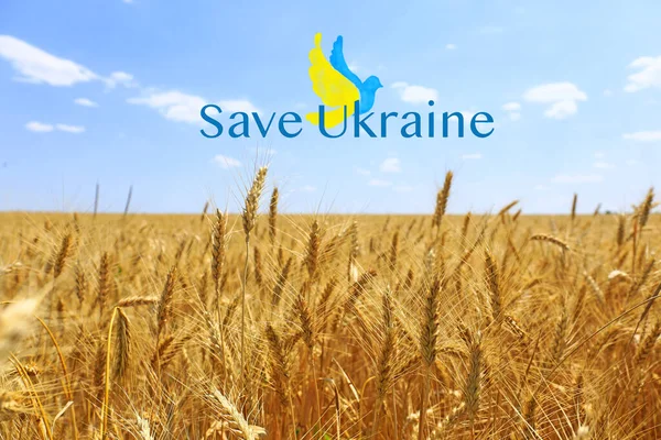 Campo Trigo Dourado Céu Azul Como Símbolo Bandeira Ucraniana Salvar — Fotografia de Stock